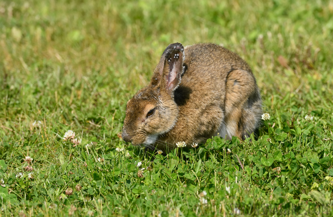 Lepus americanus struthopus [400 mm, 1/2500 sec at f / 8.0, ISO 1600]